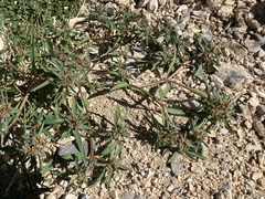 Euphorbia exstipulata