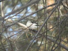 Pyrrhula pyrrhula cineracea