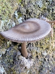 Amanita pekeoides