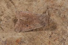 Orthosia cruda