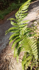 Microlepia strigosa