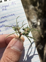 Euphorbia exstipulata