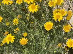 Thymophylla pentachaeta