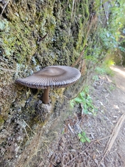 Amanita pekeoides