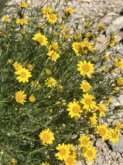 Thymophylla pentachaeta