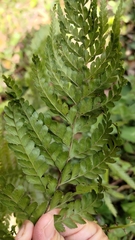 Microlepia strigosa