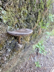 Amanita pekeoides