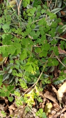 Corydalis balansae