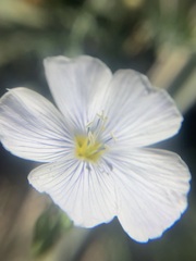 Linum lewisii