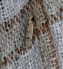 Autosticha calceata