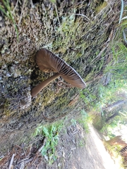 Amanita pekeoides