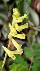 Corydalis balansae
