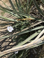 Linum lewisii