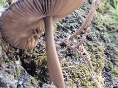 Amanita pekeoides