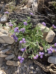 Glandularia gooddingii