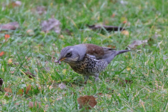 Turdus pilaris