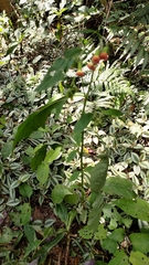 Crassocephalum crepidioides