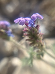 Glandularia gooddingii