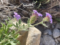 Glandularia gooddingii