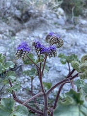 Phacelia pedicellata