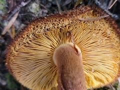 Tricholomopsis scabra