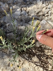 Brickellia oblongifolia