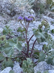 Phacelia pedicellata