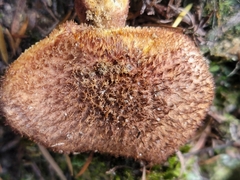 Tricholomopsis scabra