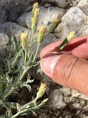 Brickellia oblongifolia