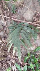Leptochilus ellipticus