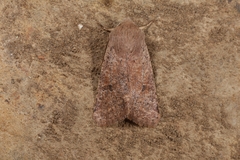 Orthosia cruda