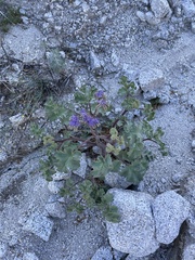 Phacelia pedicellata