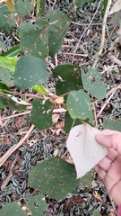 Mallotus paniculatus