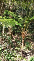 Sphaeropteris lepifera