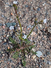 Gilia stellata
