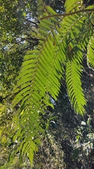 Sphaeropteris lepifera