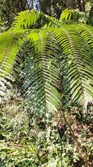 Sphaeropteris lepifera