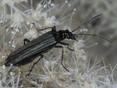 Oedemera tristis