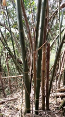 Bambusa oldhamii