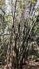 Bambusa oldhamii