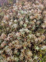 Dracophyllum recurvum