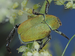 Hoplia argentea