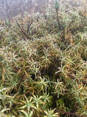 Dracophyllum recurvum