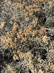 Eriogonum heermannii