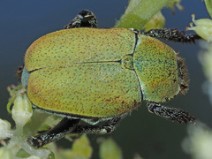Hoplia argentea