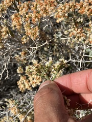 Eriogonum heermannii