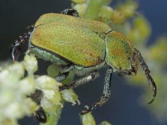 Hoplia argentea