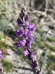 Lupinus arizonicus