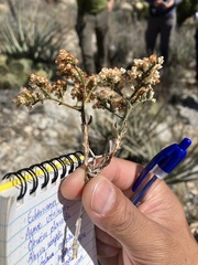 Eriogonum heermannii