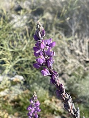 Lupinus arizonicus